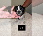 Small Photo #3 Boston Terrier Puppy For Sale in ARROYO GRANDE, CA, USA