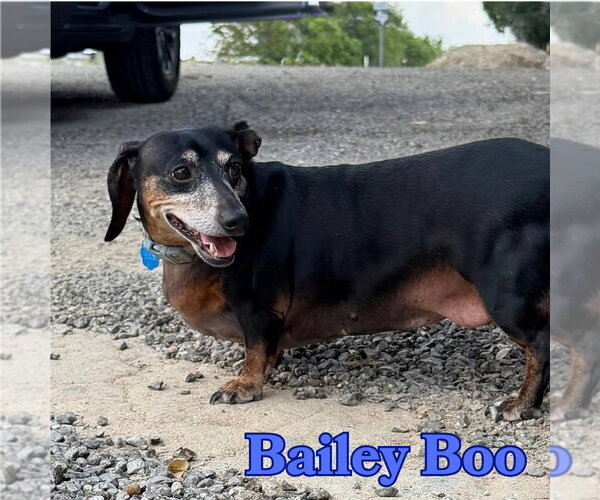 Medium Photo #5 Dachshund Puppy For Sale in San Antonio, TX, USA