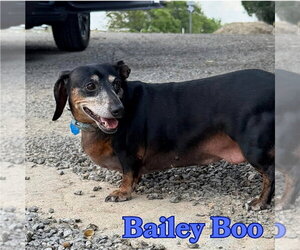 Bailey Boo - Female Dachshund Dog for Adoption - Photo #5