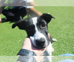 Apple Cider - Female Basset Hound-Unknown Mix Dog for Adoption - Small photo