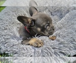 Small Photo #4 French Bulldog Puppy For Sale in CLINTON, MD, USA