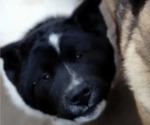 Small Photo #2 Akita Puppy For Sale in LIVINGSTON, MT, USA