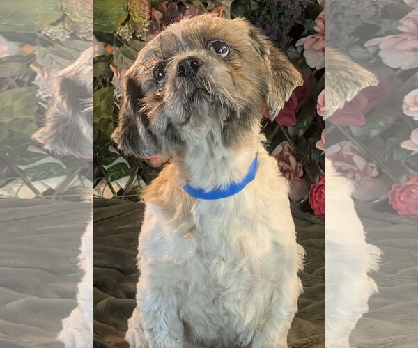 Medium Photo #2 Shih Tzu Puppy For Sale in Bon Carbo, CO, USA