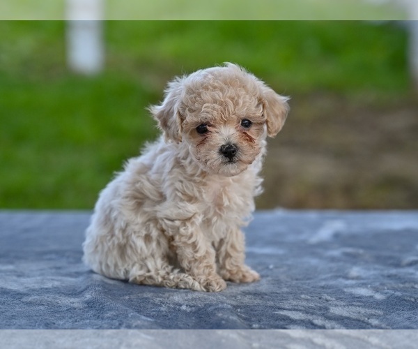 Medium Photo #4 Poodle (Toy) Puppy For Sale in MILLERSBURG, OH, USA