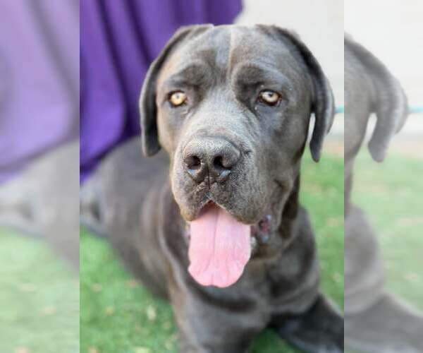 Medium Photo #3 Mutt Puppy For Sale in Goodyear, AZ, USA