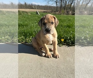 Great Dane Puppy for sale in EDEN, NY, USA
