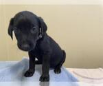 Small Labrador Retriever