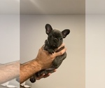 Small Photo #15 French Bulldog Puppy For Sale in CHARLESTON, IL, USA