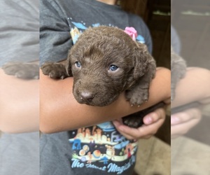 Chesapeake Bay Retriever Puppy for sale in COOKEVILLE, TN, USA