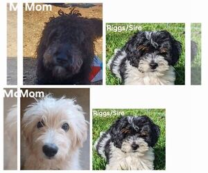 Mother of the Goldendoodle-Miniature Bernedoodle Mix puppies born on 03/05/2024