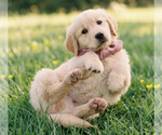 Small #2 Golden Retriever