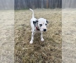 Puppy Rently Dalmatian