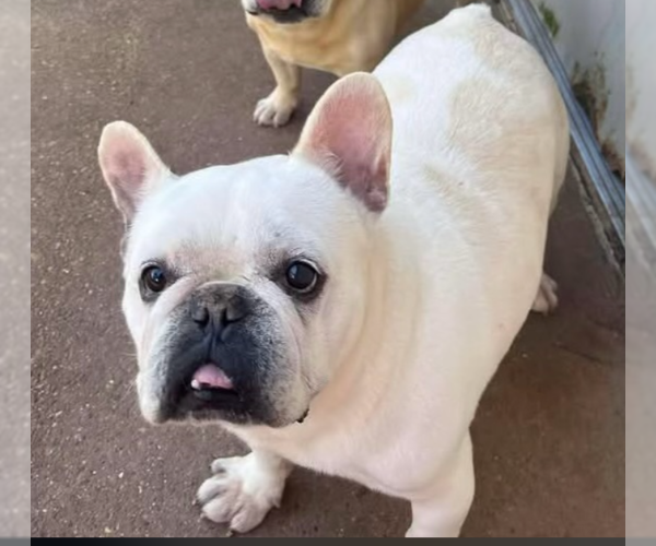 Medium Photo #2 French Bulldog-Unknown Mix Puppy For Sale in Cranston, RI, USA