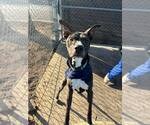 Small Greyhound Mix