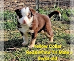 Small Photo #61 Border Collie Puppy For Sale in BYBEE, TN, USA