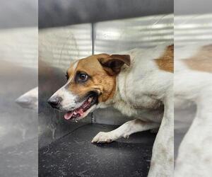 Mutt Dogs for adoption in San Antonio, TX, USA