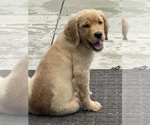 Small Photo #14 Golden Retriever Puppy For Sale in IRWIN, PA, USA
