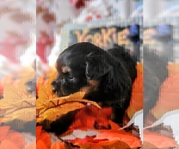 Medium Photo #67 Yorkshire Terrier Puppy For Sale in AKRON, OH, USA