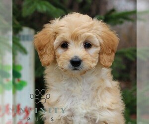 Goldendoodle (Miniature) Puppy for sale in EAST EARL, PA, USA