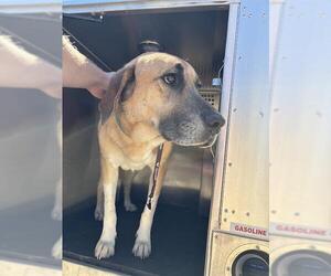 Anatolian Shepherd-Unknown Mix Dogs for adoption in Grand Prairie, TX, USA