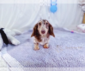 Dachshund Dog for Adoption in ASTORIA, New York USA