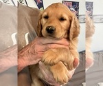 Small #1 Golden Retriever