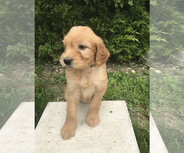 Medium Photo #3 Goldendoodle Puppy For Sale in GOSHEN, IN, USA