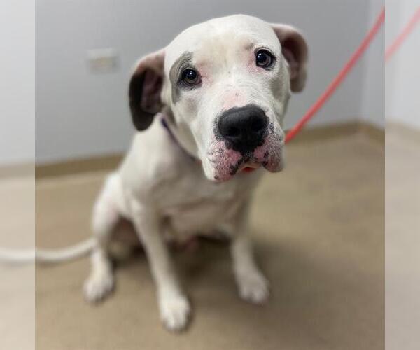 Medium Photo #1 American Bulldog-Unknown Mix Puppy For Sale in Aurora, CO, USA