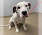 Small American Bulldog Mix