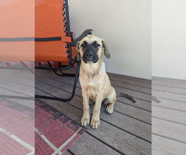Medium Photo #3 Mastiff-Unknown Mix Puppy For Sale in Vail, AZ, USA
