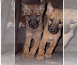 Belgian Malinois-Jindo Dog Mix Puppy for sale in WRIGHTWOOD, CA, USA