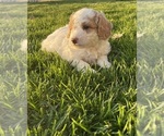 Small Photo #3 Goldendoodle (Miniature) Puppy For Sale in CRAIGVILLE, IN, USA