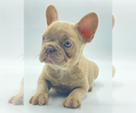 Small #2 French Bulldog