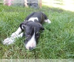 Small Photo #28 Great Dane Puppy For Sale in SPRAGGS, PA, USA