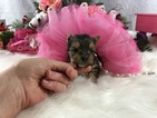 Small Photo #9 Yorkshire Terrier Puppy For Sale in ADAMSVILLE, TN, USA