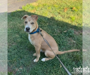 Labrador Retriever-Unknown Mix Dogs for adoption in Washington, DC, USA