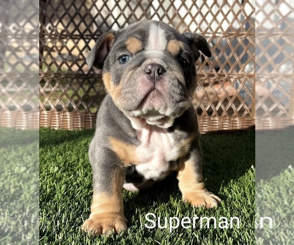 Medium Photo #2 English Bulldog Puppy For Sale in RIVERSIDE, CA, USA