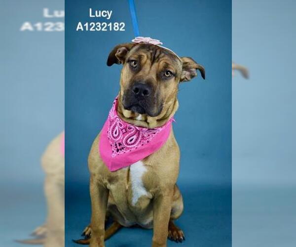 Medium Photo #2 Mutt Puppy For Sale in Bakersfield, CA, USA