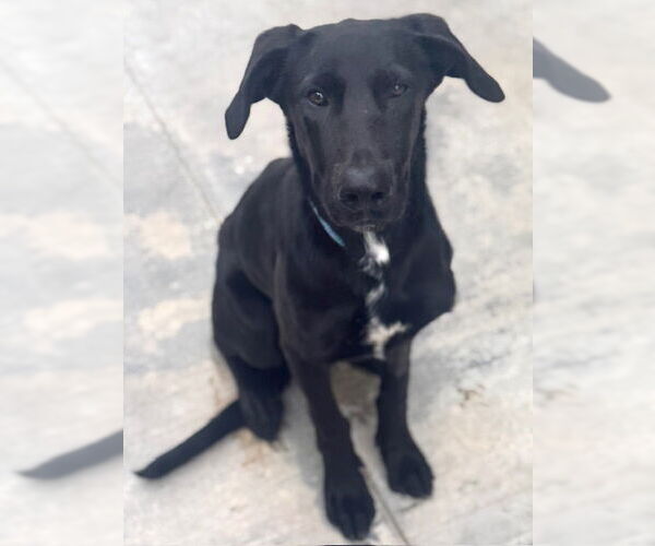 Medium Photo #1 Labrador Retriever Puppy For Sale in Riverside, CA, USA