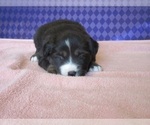 Small Photo #2 Australian Shepherd Puppy For Sale in AUBURN, IN, USA