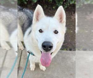Gerberian Shepsky Dogs for adoption in Woodland, CA, USA