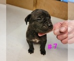 Puppy Puppy 7 Cane Corso