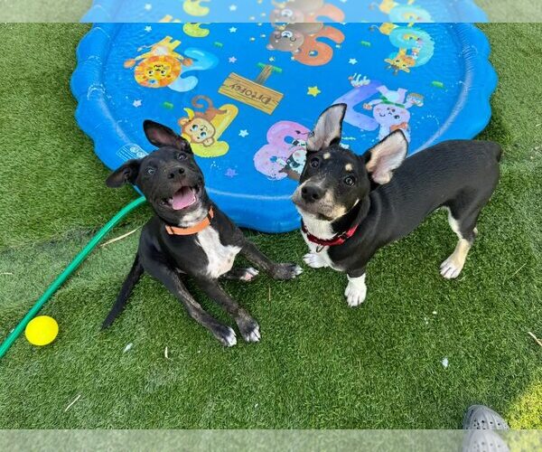 Medium Photo #6 Australian Kelpie-Australian Shepherd Mix Puppy For Sale in Cave Creek, AZ, USA