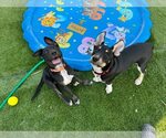 Small #5 Australian Kelpie-Australian Shepherd Mix