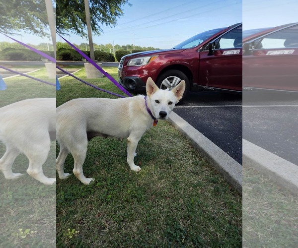 Medium Photo #3 Unknown-white german shepherd Mix Puppy For Sale in Hoffman Estates, IL, USA