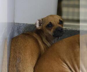 Dachshund Dogs for adoption in San Antonio, TX, USA