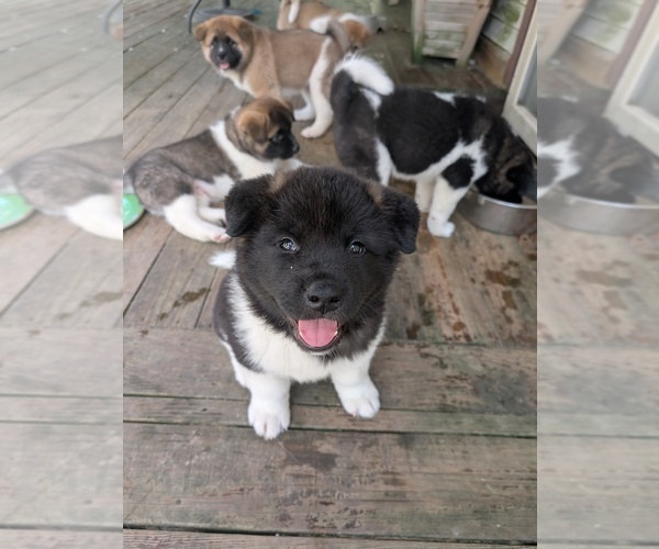 Medium Photo #1 Akita Puppy For Sale in MOHRSVILLE, PA, USA