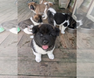 Akita Puppy for sale in MOHRSVILLE, PA, USA