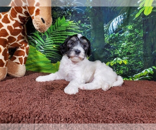 Medium Photo #9 Goldendoodle (Miniature) Puppy For Sale in BLACK FOREST, CO, USA