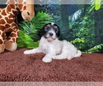 Small Photo #9 Goldendoodle (Miniature) Puppy For Sale in BLACK FOREST, CO, USA